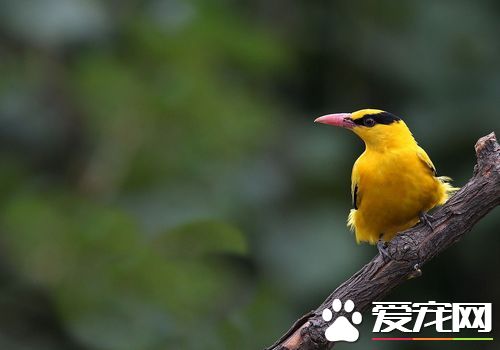 黃鹂鳥叫聲 鳴聲圓潤嘹亮低昂有致富有韻律