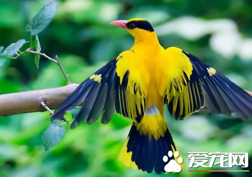 黃鹂鳥叫聲 鳴聲圓潤嘹亮低昂有致富有韻律