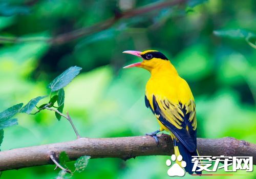 黃鹂鳥的特征 黃鹂鳥雌雄的識別方法