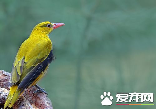 黃鹂鳥的樣子 黃鹂鳥的外形羽色艷麗