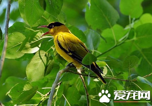 黃鹂鳥的特征 黃鹂鳥雌雄的識別方法
