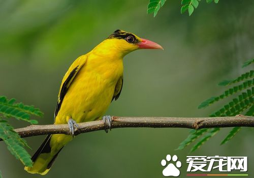 黃鹂鳥的樣子 黃鹂鳥的外形羽色艷麗