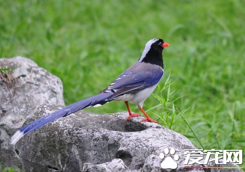 紅嘴藍鵲怎麼分公母 紅嘴藍鵲公母特點