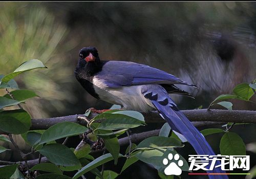 紅嘴藍鵲怎麼分公母 紅嘴藍鵲公母特點