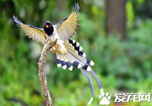 紅嘴藍鵲是保護動物嗎 是國家二級保護動物