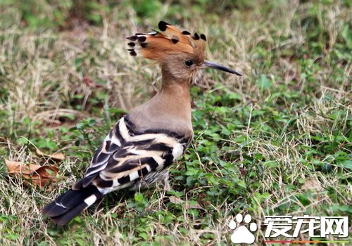 戴勝鳥是啄木鳥嗎 戴勝鳥不是啄木鳥