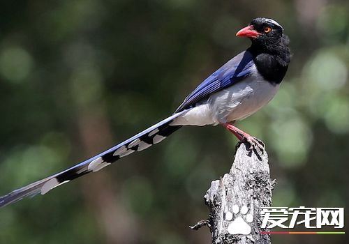 紅嘴藍鵲是保護動物嗎 是國家二級保護動物