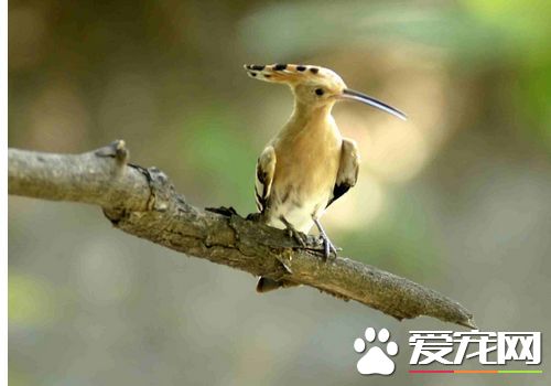戴勝鳥是哪個國家 戴勝鳥是以色列的國鳥