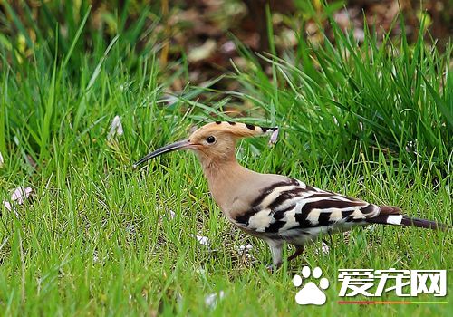 戴勝鳥是哪個國家 戴勝鳥是以色列的國鳥