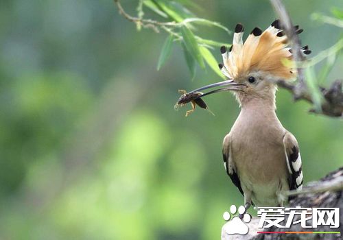 戴勝鳥是哪個國家 戴勝鳥是以色列的國鳥