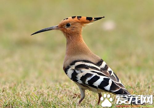 戴勝鳥的習性 以蟲類為食在樹上的洞內做窩