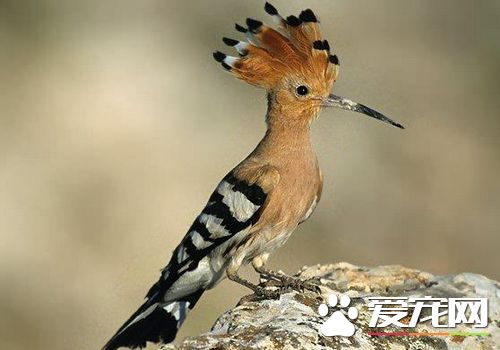 戴勝鳥是保護動物嗎 屬於國家二級保護動物