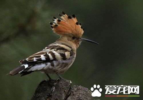 戴勝鳥是保護動物嗎 屬於國家二級保護動物