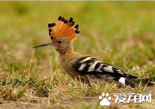 戴勝鳥的叫聲 戴勝鳥的叫聲類似姑姑有關