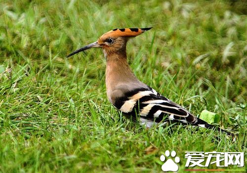 戴勝鳥的叫聲 戴勝鳥的叫聲類似姑姑有關