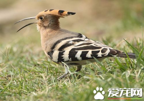 戴勝鳥的叫聲 戴勝鳥的叫聲類似姑姑有關