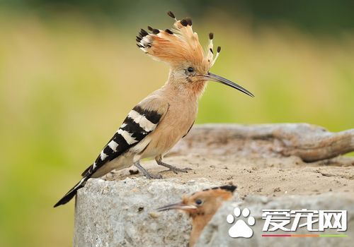 戴勝鳥的習性 以蟲類為食在樹上的洞內做窩