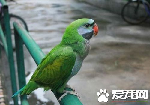大绯胸鹦鹉飼養 在飼養過程中的幾個壞毛病