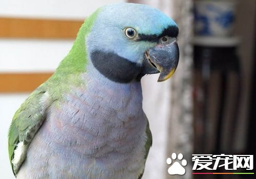 大绯胸鹦鹉飼養 在飼養過程中的幾個壞毛病