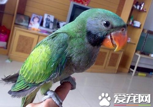 大绯胸鹦鹉飼養 在飼養過程中的幾個壞毛病
