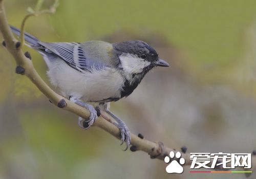 大山雀的叫聲 大山雀有造句語言能力