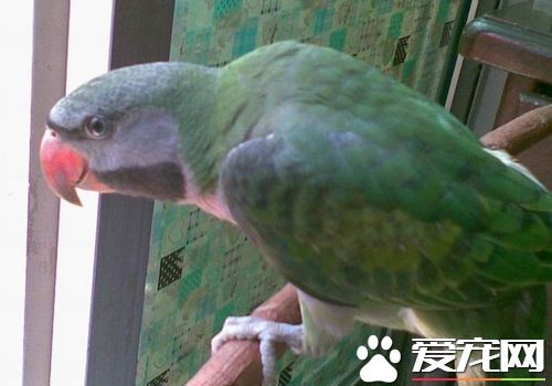 大绯胸鹦鹉說話能力 最佳的學語期是變嘴期