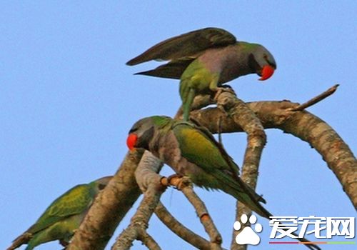 大绯胸鹦鹉壽命 大绯胸鹦鹉平均壽命25年