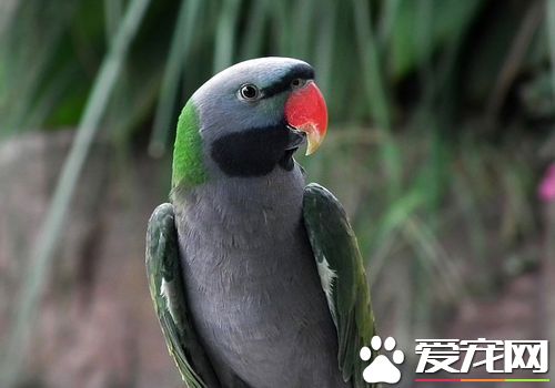 大绯胸鹦鹉壽命 大绯胸鹦鹉平均壽命25年