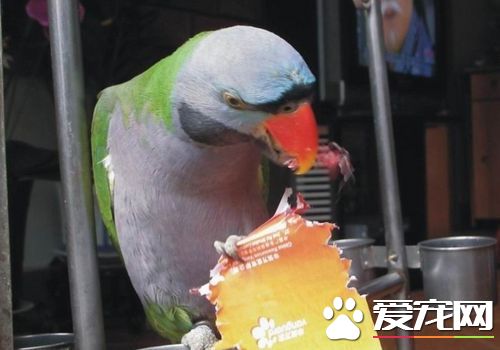 大绯胸鹦鹉壽命 大绯胸鹦鹉平均壽命25年