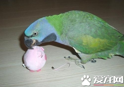 大绯胸鹦鹉和迷你金剛那個好 大绯胸鹦鹉比較好