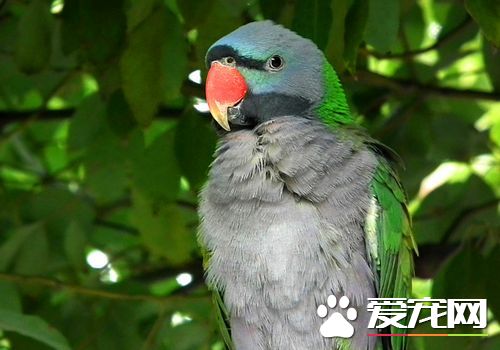 大绯胸鹦鹉和迷你金剛那個好 大绯胸鹦鹉比較好