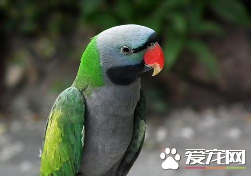 大绯胸鹦鹉繁殖 大绯胸鹦鹉的人工繁殖