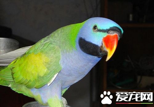 大绯胸鹦鹉吃大豆嗎 大绯胸鹦鹉吃什麼食物
