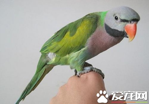 大绯胸鹦鹉吃大豆嗎 大绯胸鹦鹉吃什麼食物
