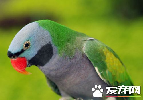 大绯胸鹦鹉吃大豆嗎 大绯胸鹦鹉吃什麼食物