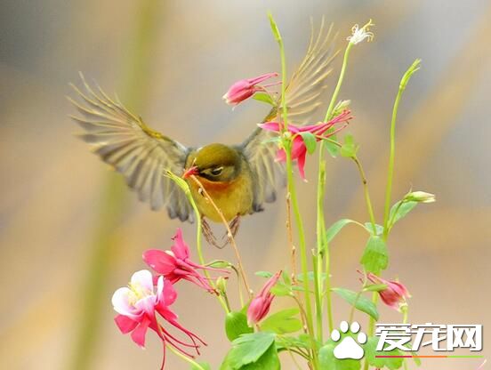 我家養的鳥總是很吵 天亮時候叫的比較歡實