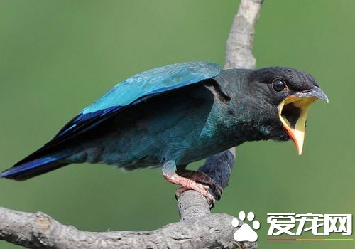 我家養的鳥總是很吵 天亮時候叫的比較歡實
