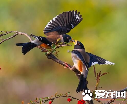 養鳥的風水禁忌 養鳥的風水禁忌有哪些