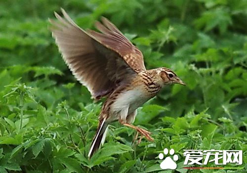 養鳥養什麼鳥好 初次養鳥者選養什麼鳥比較好