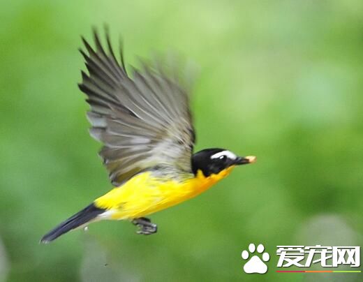 養鳥養什麼鳥好 初次養鳥者選養什麼鳥比較好