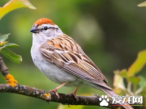 室內養鳥好不好 為什麼室內養鳥有害健康