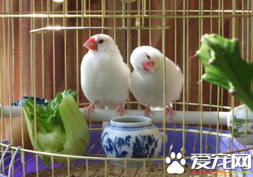 室內養鳥好不好 為什麼室內養鳥有害健康