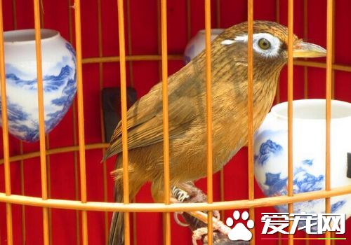 家裡養鳥風水好不好 家裡養鳥風水開運化煞
