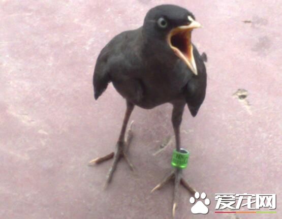 家裡養鳥風水好不好 家裡養鳥風水開運化煞