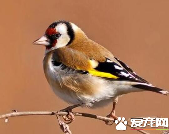 家裡養鳥風水好不好 家裡養鳥風水開運化煞