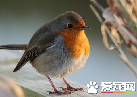 家裡養鳥好不好 家庭養鳥的益處及注意問題