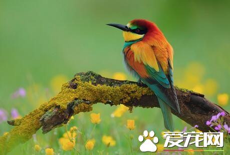 家裡養鳥好不好 家庭養鳥的益處及注意問題