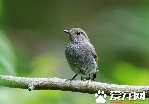 家裡養鳥好不好 家庭養鳥的益處及注意問題