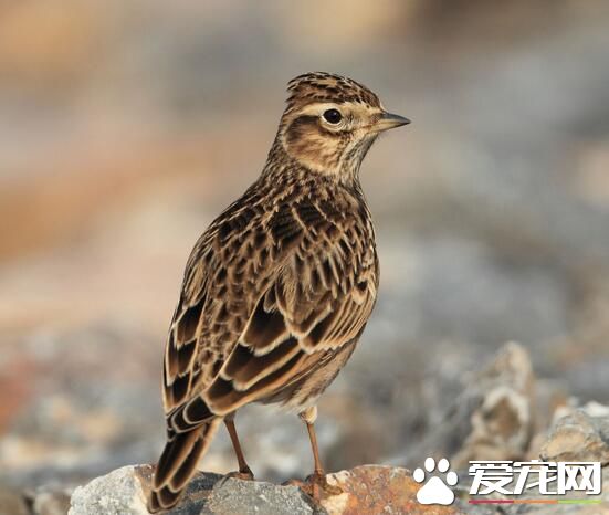雲雀鳥的叫聲 喉部常鼓動發出細小的滴咕聲