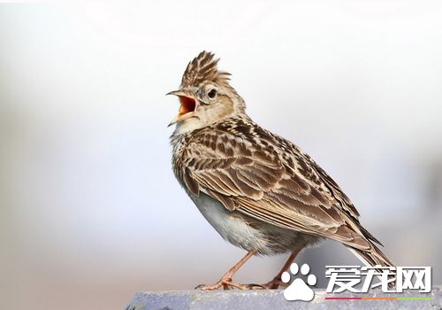 雲雀鳥的壽命 雲雀鳥的壽命一般是10年左右